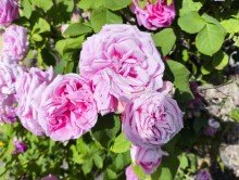 Sommergr��e Wohnhaus mit ehemaligem Ladengesch�ft in Wittendorf zu verkaufen!